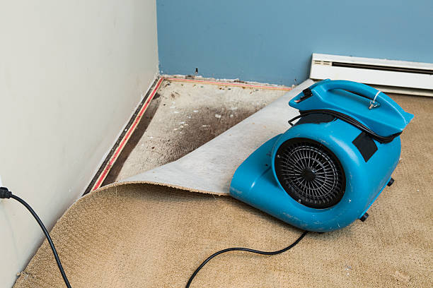 Best Water damage cleanup near me  in Buckeye Lake, OH